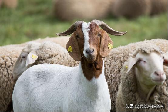牛羊咳嗽流脓鼻涕,牛羊咳嗽厉害怎么治