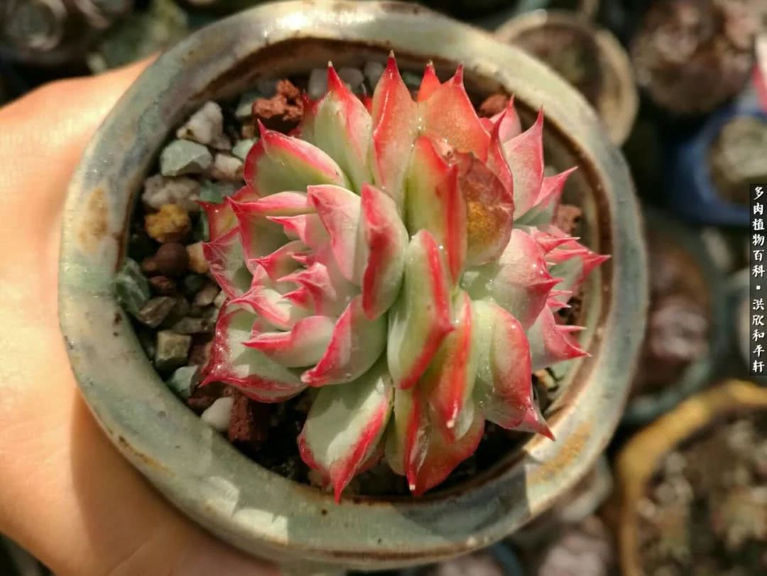 多肉的四季轮回,四季轮回多肉