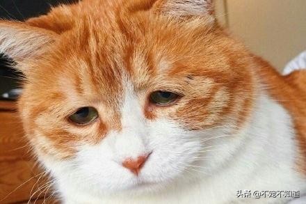 猫咪超过三天不吃东西——小心有疾病潜伏