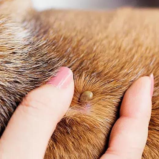 狗狗身上起红疹子是怎么回事,狗狗身上起红疹又脱毛