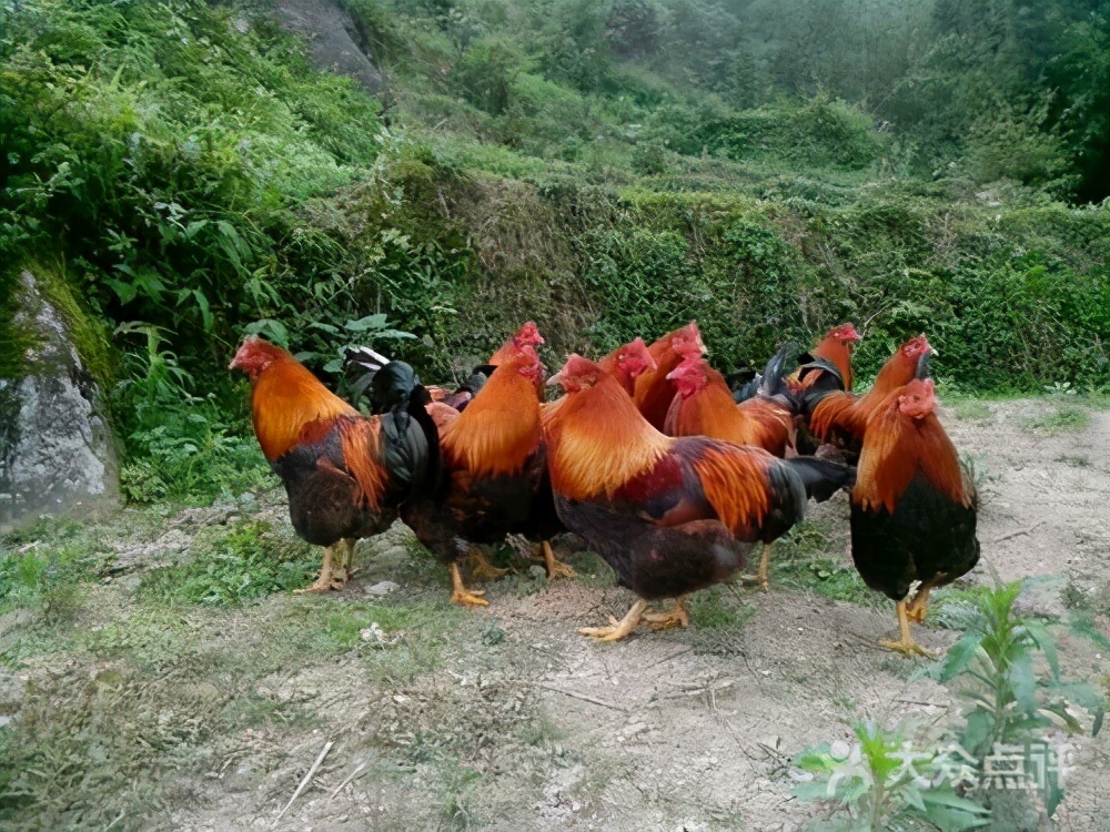 蛋鸡大脾病,鸡大肝大脾发病原因