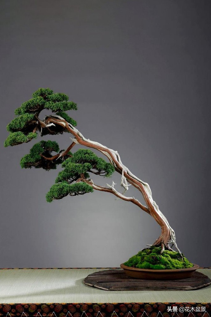 文人树盆景，宣泄一种情绪，吐露一种幽愤