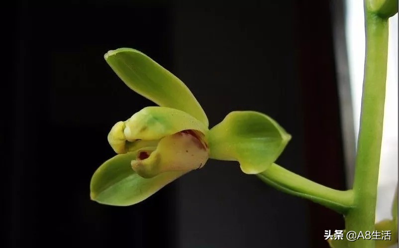 每日一品七律,每日一品茶叶