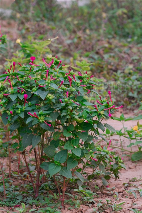 紫茉莉能治皮肤病吗,紫茉莉能祛斑吗