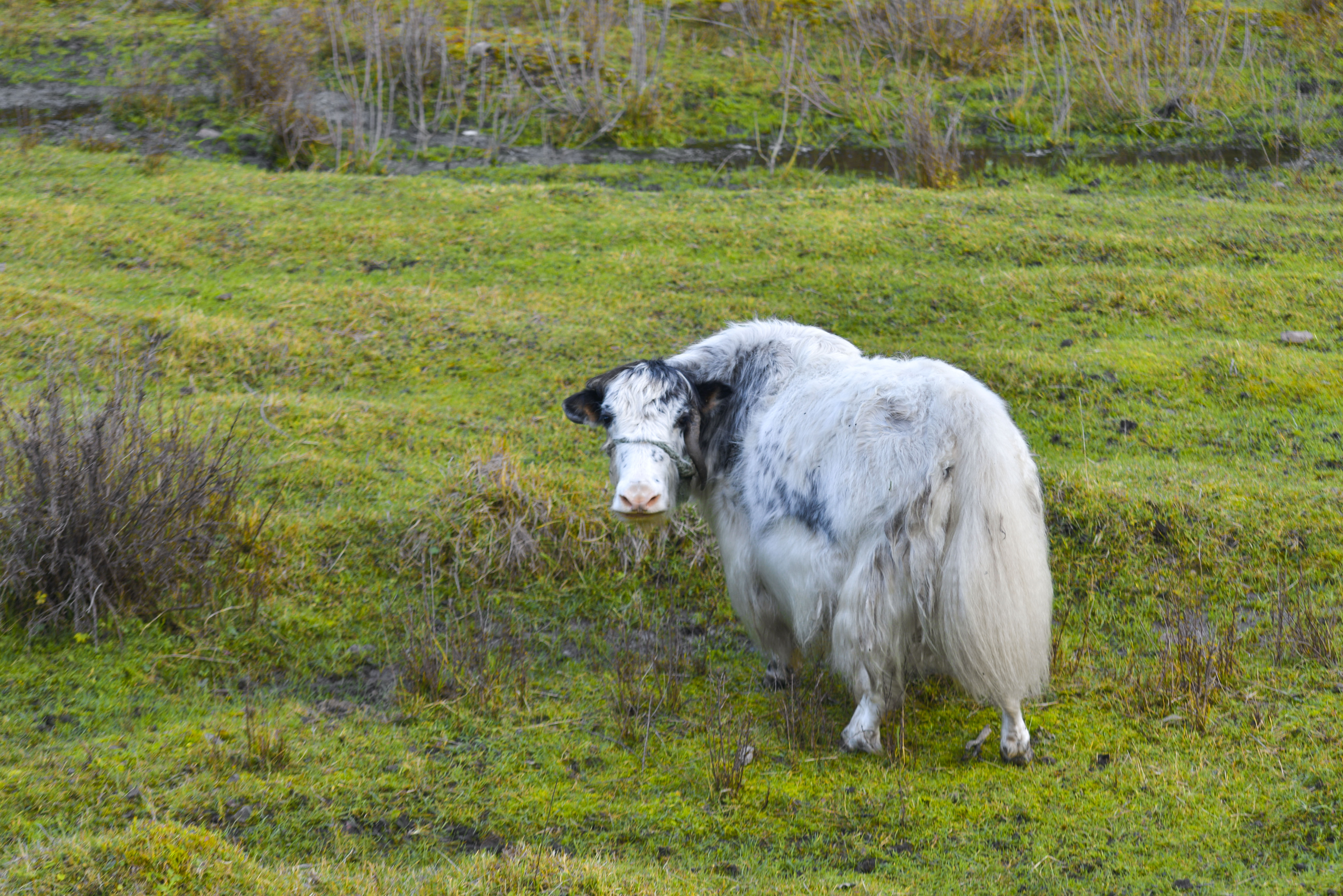 丰宁神仙谷七彩森林景区地图,丰宁坝上七彩森林游玩攻略