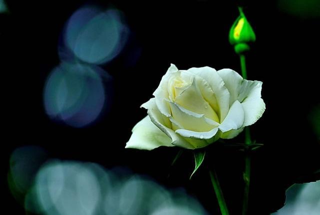 吟呻意思,吟呻的读音