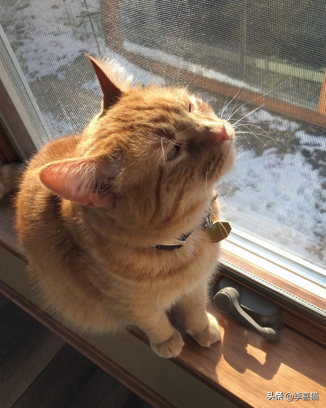 橘猫噬元兽,噬元兽为什么选择橘猫