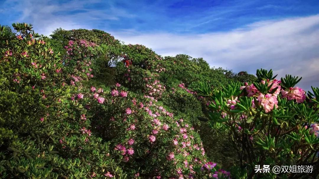 五一重庆自驾好去处,重庆出发五一推荐游玩的地方