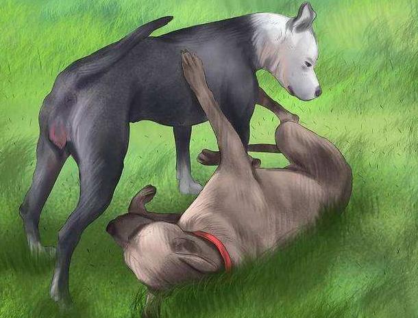 狗狗也会有“大姨妈”？！狗狗发情期需要注意什么？