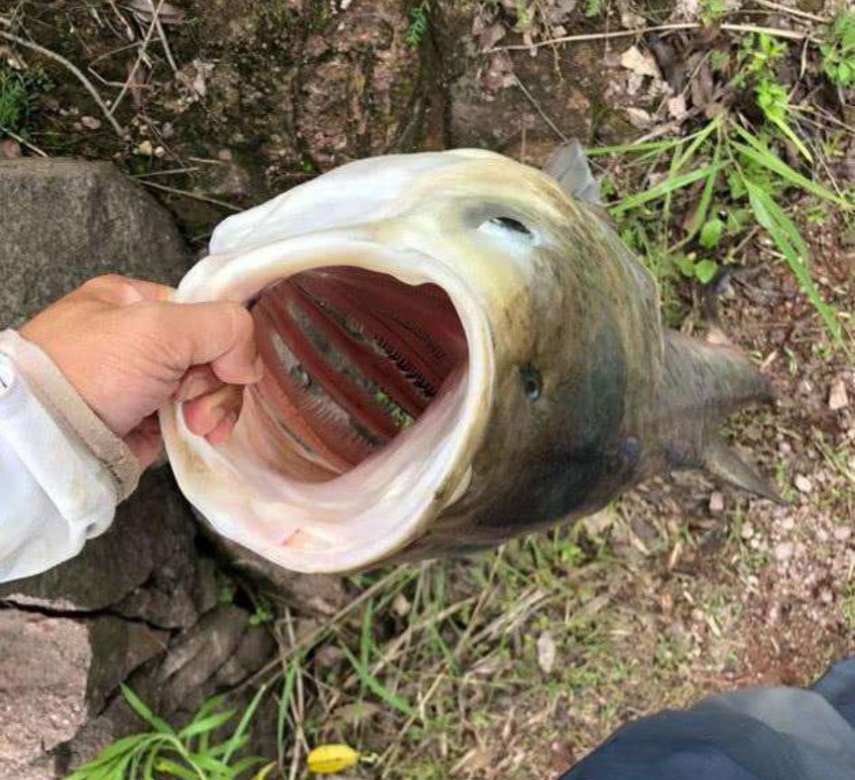 手竿钓鲢鳙抓口太难？老钓友:与手速无关，做好一点只管抄鱼！