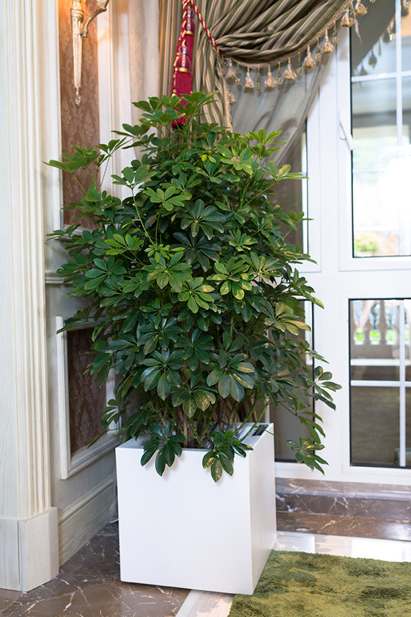 家里的植物放在哪里最好,什么植物适合放在家里不见太阳