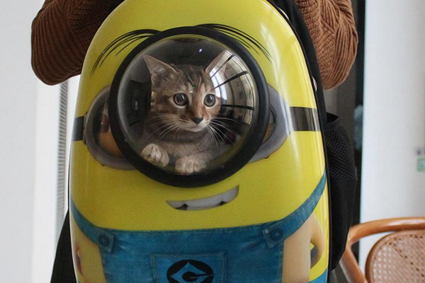 春节该如何带宠物回家,马上快过年了宠物应该怎么照顾呢