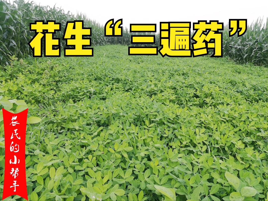 花生新叶发黄怎么办,花生苗期发黄是什么原因打什么药