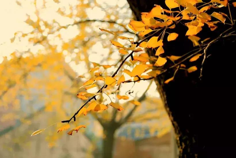 云阳下一个商圈,重庆云阳发展风貌