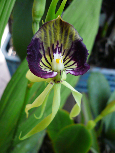 吊兰君子兰哪个好养护,君子兰吊兰图片欣赏