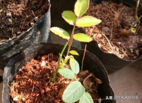 月季花苗怎么种不活,月季盆栽的种植方法和注意事项