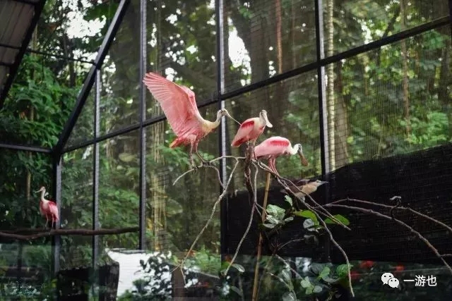 新加坡有十月一日国庆节吗,新加坡十二月去哪里玩