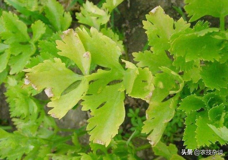 芹菜枯萎病怎么治疗,芹菜枯萎病