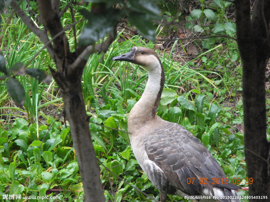 老爸的大灰鹅，一篇看哭很多人的短文