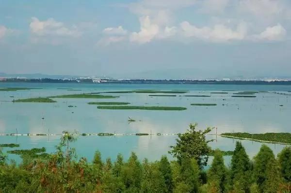 滇池边绝美花海,滇池南岸花海