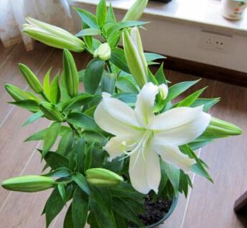 百合花怎么养护才能开得茂盛,百合花怎么养才能开花多旺盛