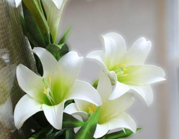 香水百合怎么养视频,香水百合的养殖方法和注意事项