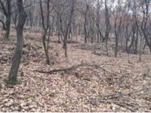 树种起源,次生林起源的特点