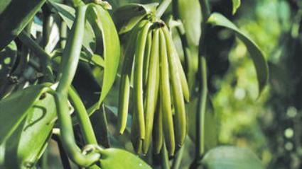 香草荚豆荚,香草荚顶级