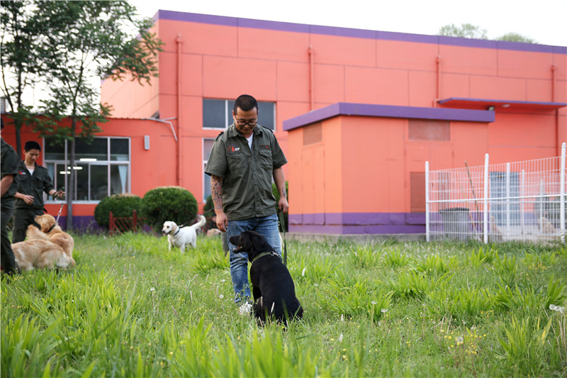 想当训犬师去哪里培训,训犬师去学校还是当学徒训犬