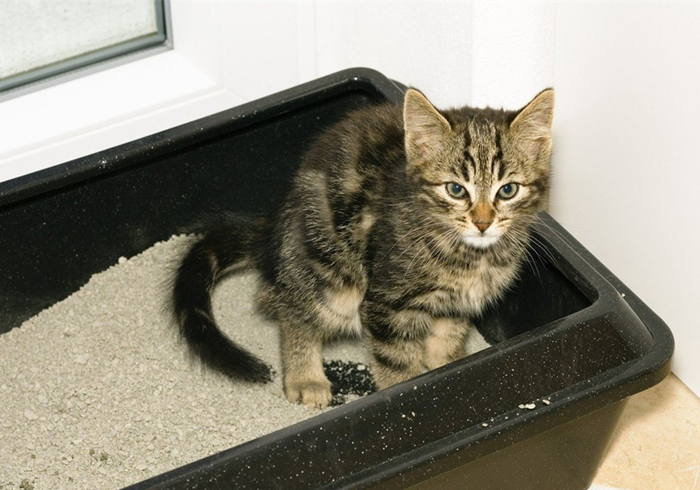 猫咪驱虫拉稀后应该怎么治,猫咪腹泻还能驱虫吗