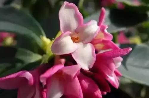 河南城市的市花有哪些花,全国56市市花图片