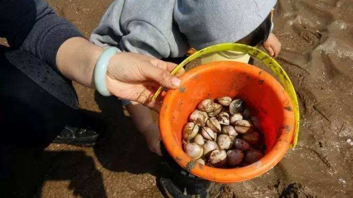 蛤蜊蒸蛋鲜到掉眉毛,蛤蜊蒸蛋的由来