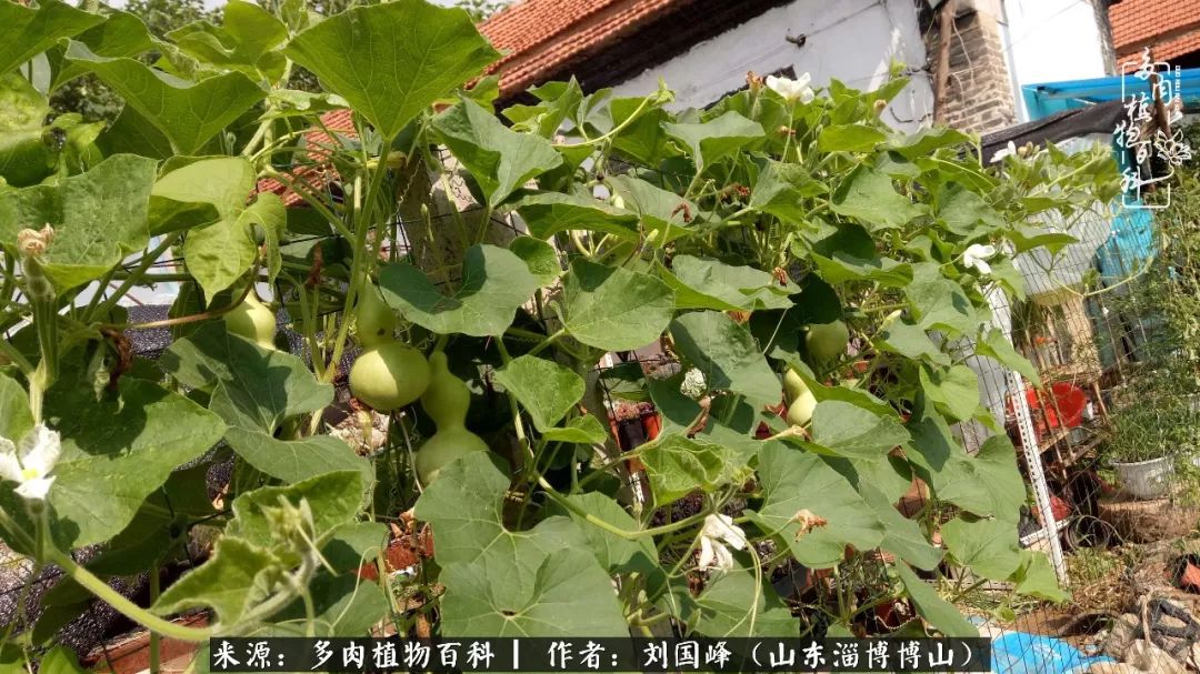 多肉植物大王叫我来巡山,大王叫我来巡山绿植