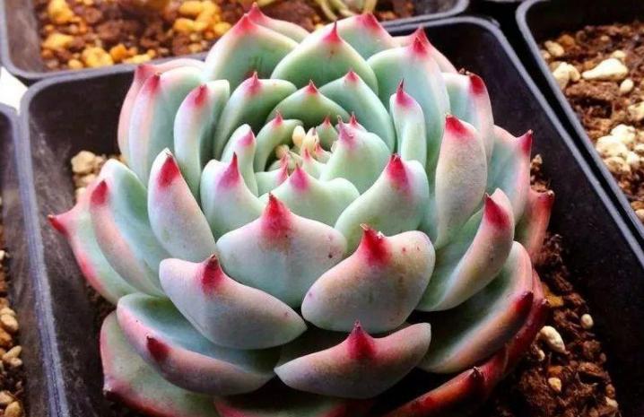 多肉变瘦怎么回事,多肉换了颗粒土怎么都变瘦了