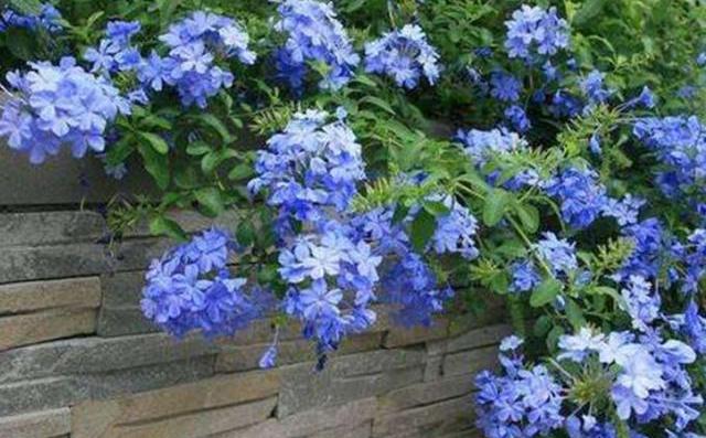 开满阳台爬藤最佳的选择,阳台种上这8种爬藤植物