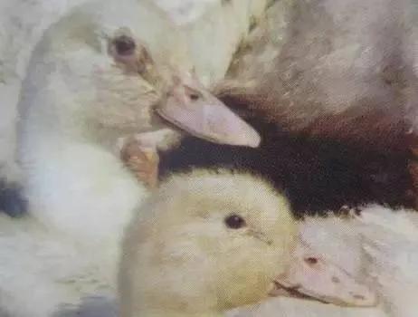 小鸭子摇头打喷嚏怎么办,小鸭子咳嗽食欲不振怎么办