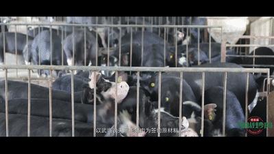 十堰特色美食餐厅推荐菜品,十堰美食推荐排行榜夜市