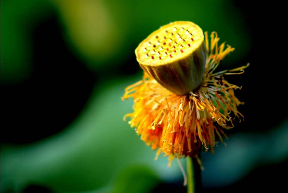 最美的荷花诗句,一起赏荷花的诗词歌赋