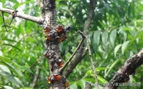 桃树流胶病症防治,桃树流胶病咋治