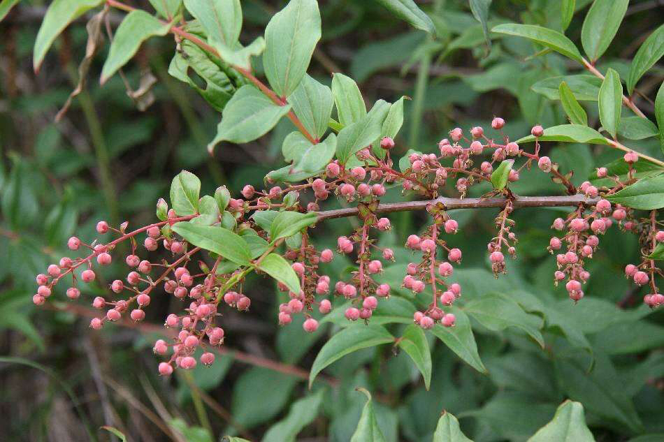 中药材桑叶,马桑叶别名