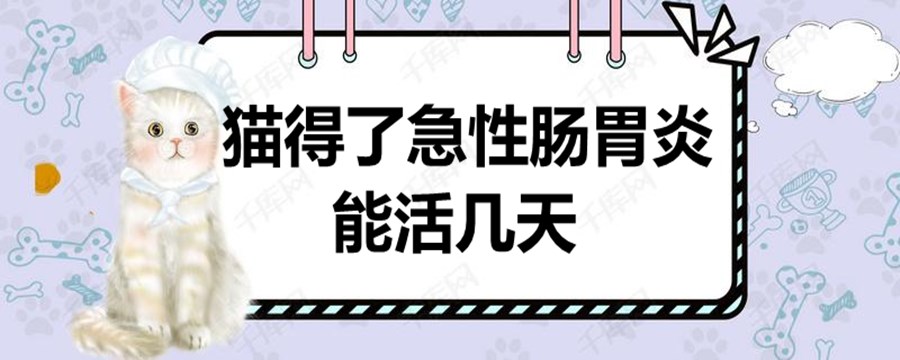 猫得了急性肠胃炎能活几天，能治好吗？