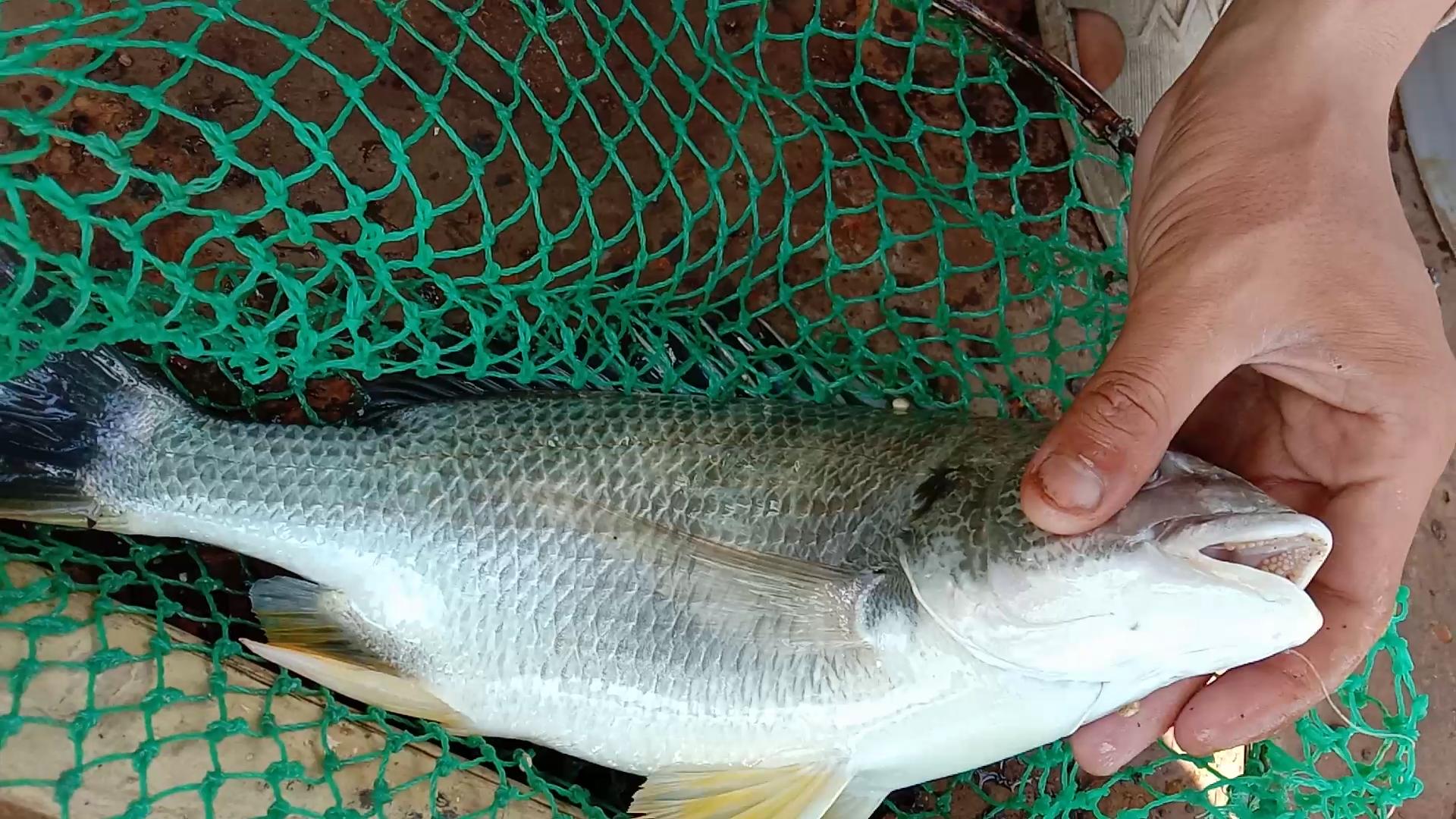 三人出海夜钓，石堆下藏满黄鲷鱼群，每人钓一桶