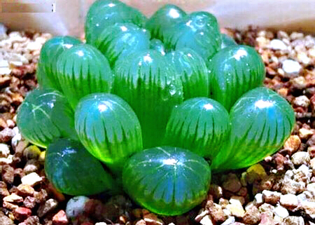 冰灯玉露防辐射彩色多肉植物,超大母本冰灯玉露多肉植物