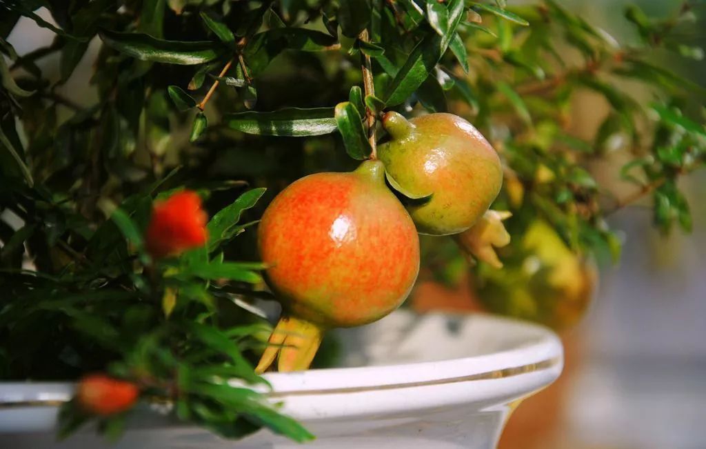 盆景石榴只开花不结果怎么回事,石榴盆景不发芽怎么办