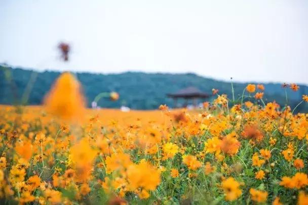 无锡拈花湾住宿禅意村舍,无锡拈花湾禅意植物