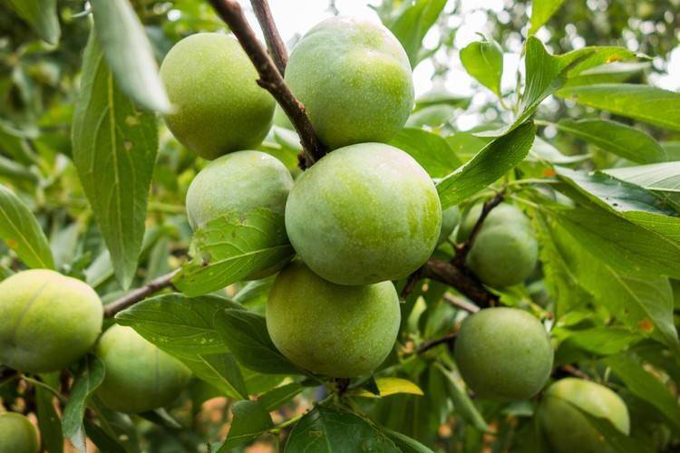 重庆有一个不知名小县城：巫山县的风景，究竟有多么醉人？