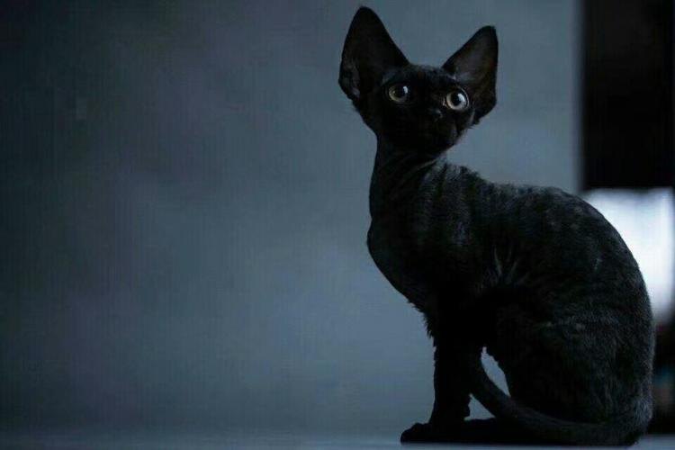 德文卷毛猫的特征和优点,德文卷毛猫优点