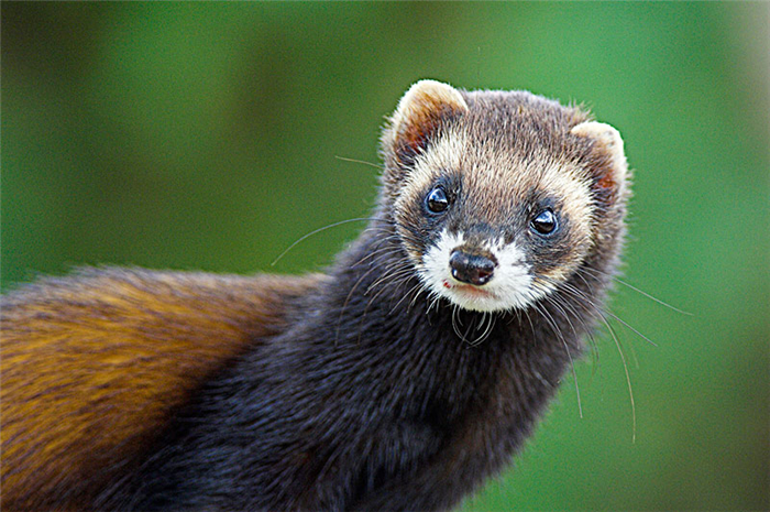 艾鼬在东北是保护动物吗,艾鼬北疆亚种