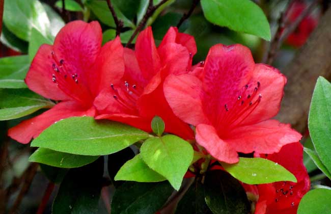 适合盆栽的四季开的野花,野花组合适合室外阳台盆栽