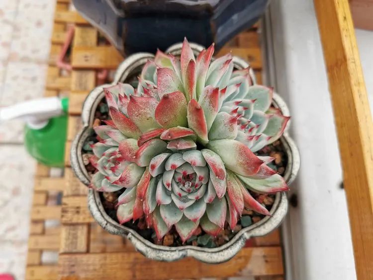 我和多肉,我与多肉